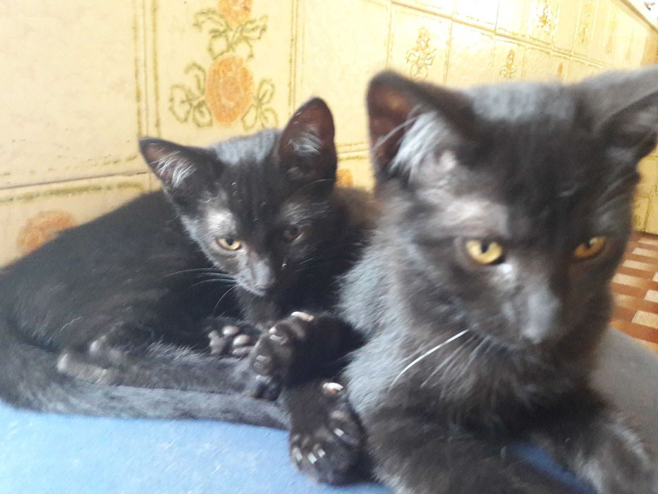 Gatinho e gatinha pretos - zona de Coimbra