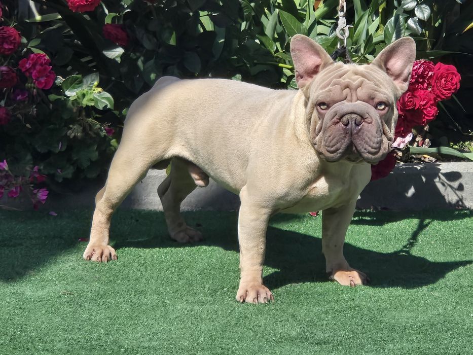 Buldog Francuski Lilak Big Rope