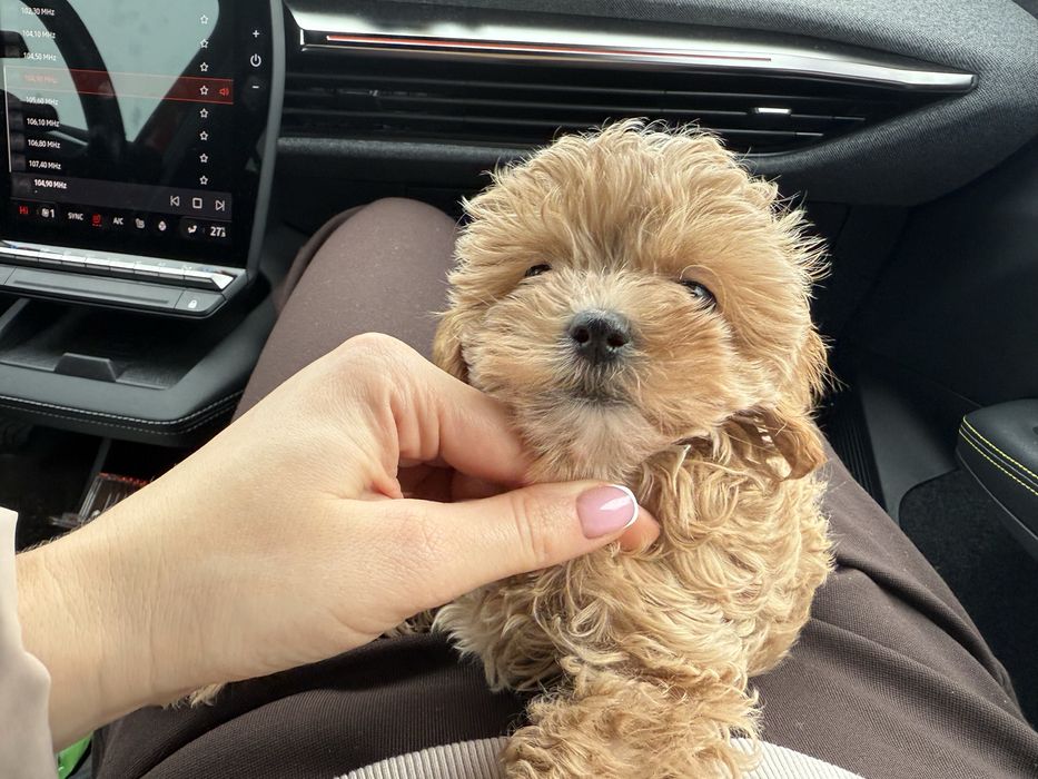 Maltipoo Мальтіпу ф1
