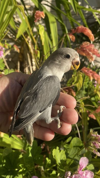 Agapornis domesticado