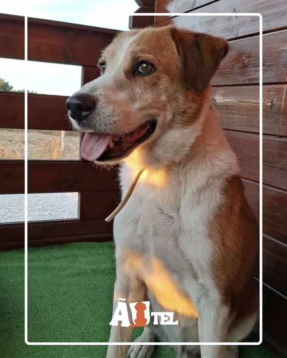 Pet Sitting - Santarém e Torres Novas