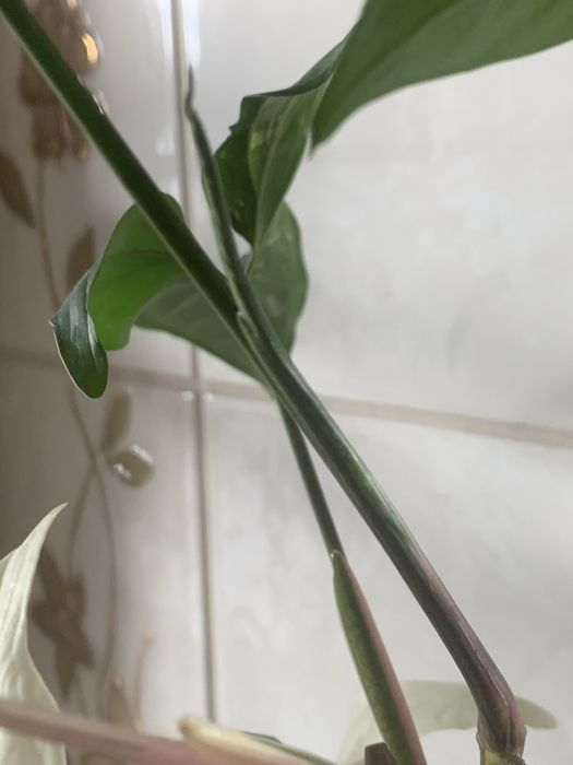 Sygnonium emerald gem - szczepka !