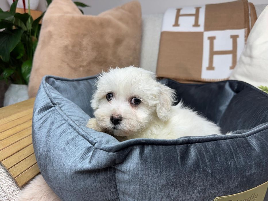 maltanczyk szczeniak