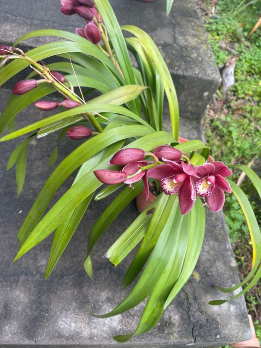 Orquídeas para venda