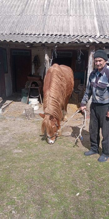 Продам коня з возиком