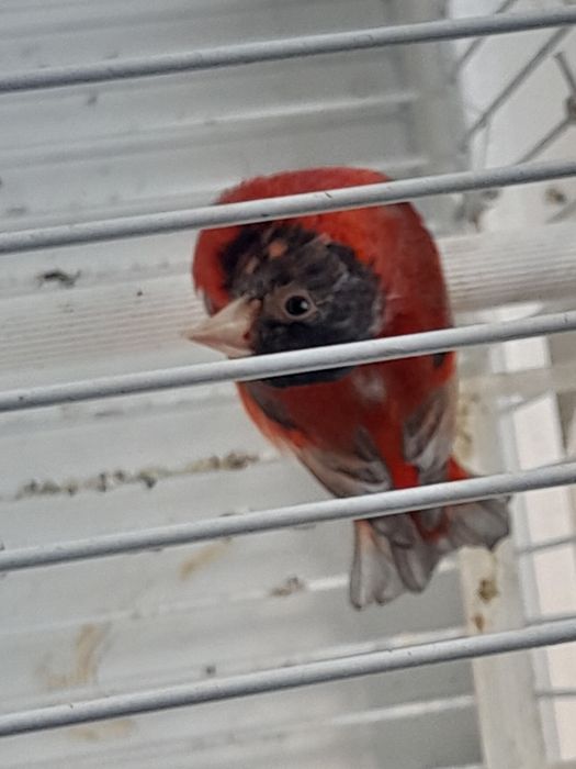 Cardinalitos da Venezuela