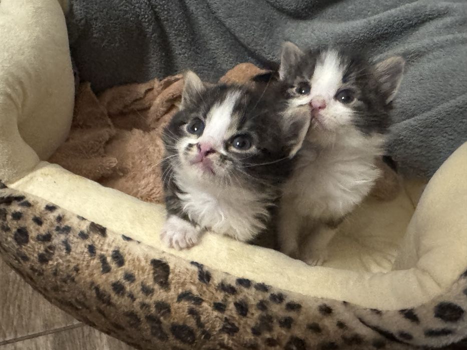 Отдам котят бесплатно (мальчики, 1 месяц)