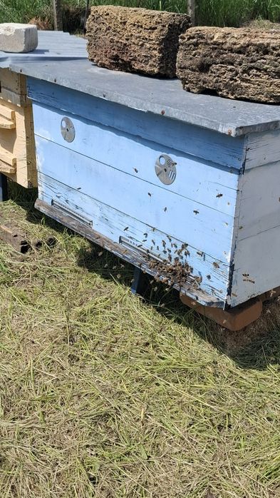 Продам бджолосім'ї Чорноморськ