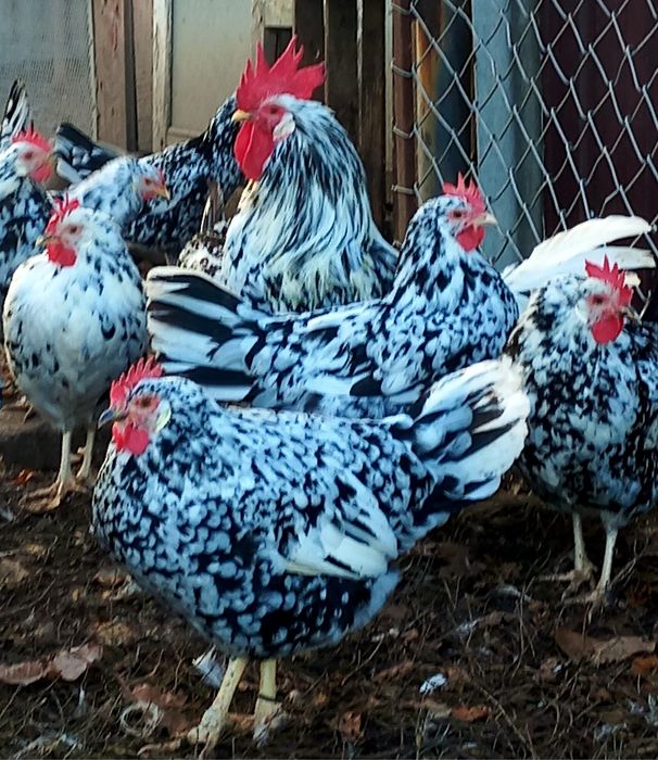 Легорн долматинець