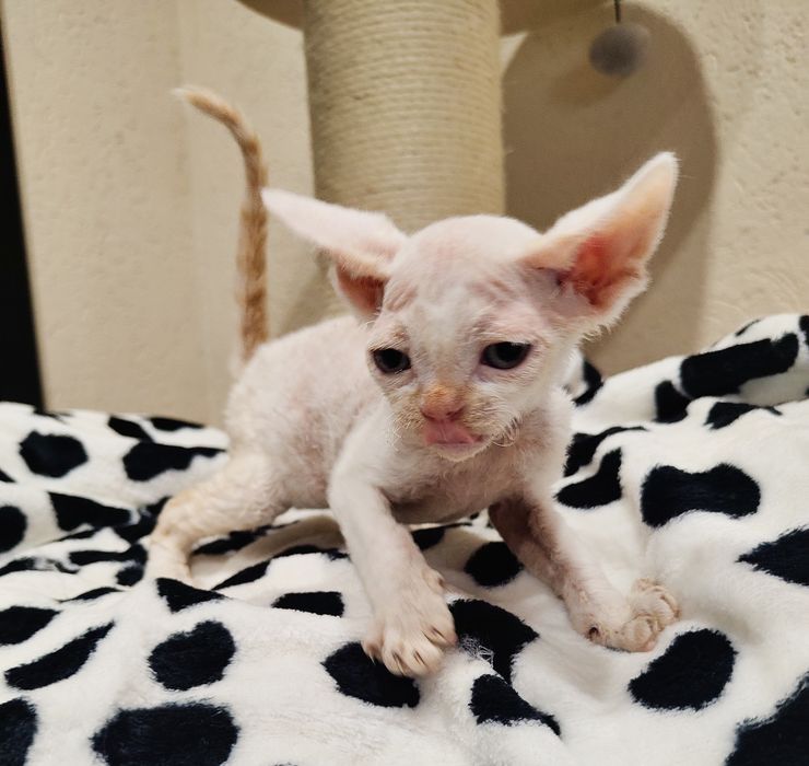 Devon rex kocurek