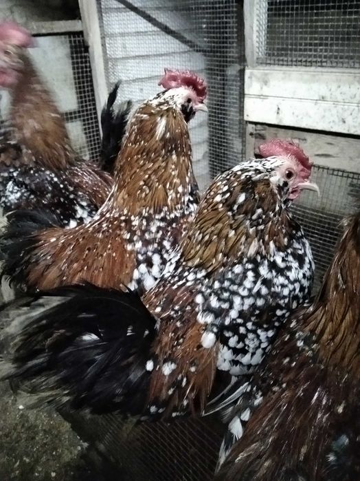 Garnizos Mil Flores (machos)