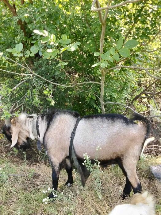 Продам козла (цапа)