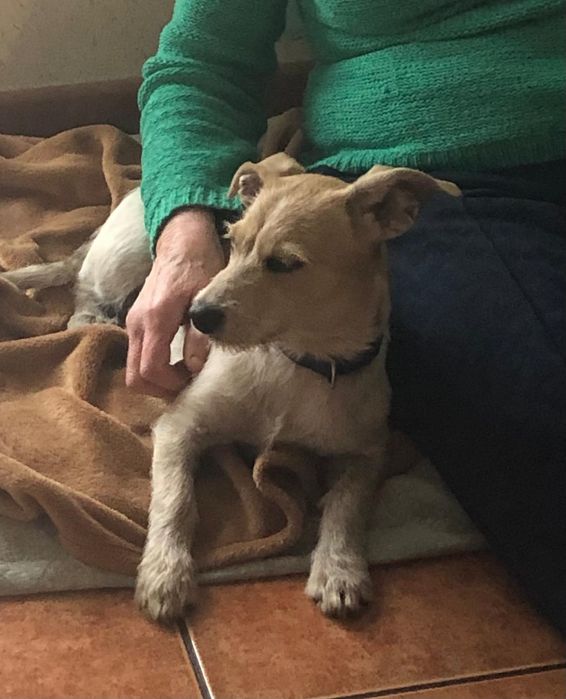 Frotka, cudowna suczka do adopcji