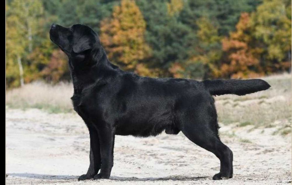 Labrador Retriever