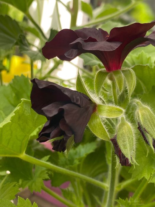 Бордово-чорна королівська пеларгонія