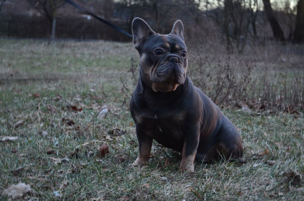 Французский бульдог.Вязка.Голубой тан