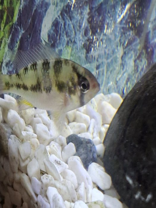 Pielęgniczka Ramizera