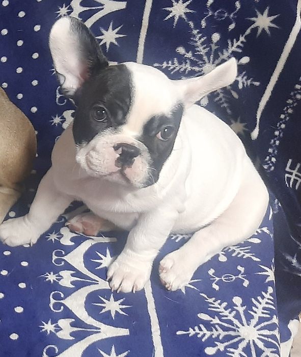 Французский бульдог.девочка