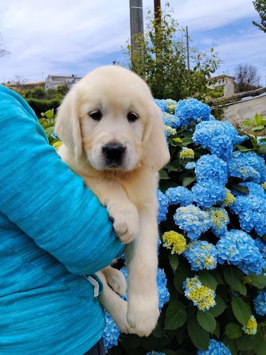 Golden Retriever com Lop e Afixo