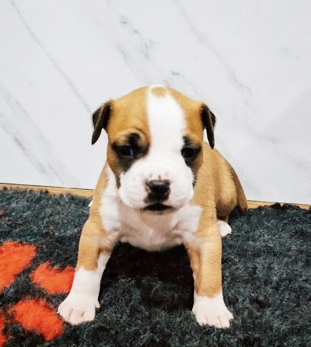 Amstaff rudo-biały. Wyjątkowy, przepiękny samczyk!