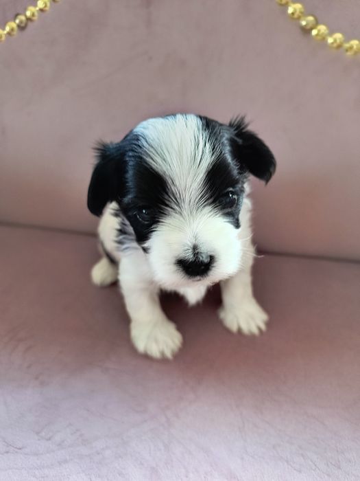 Śliczny Piesek Yorkshire Terrier Biewer
