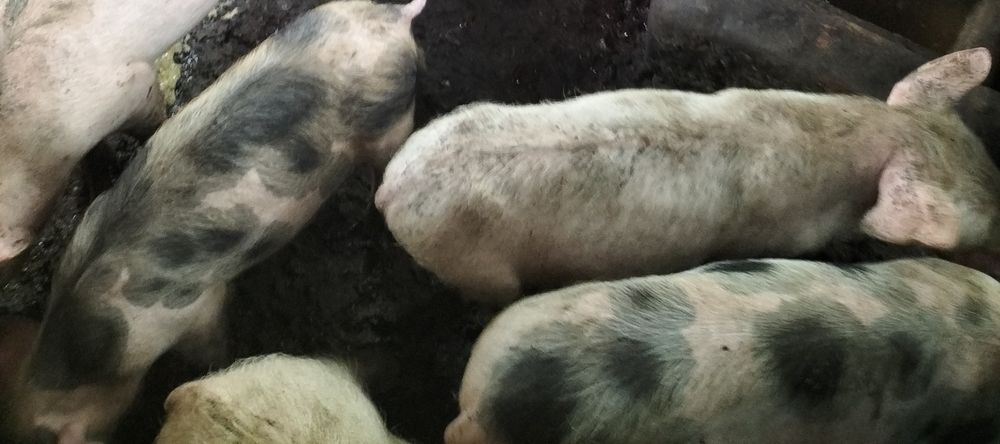 Porcos ,leitões .