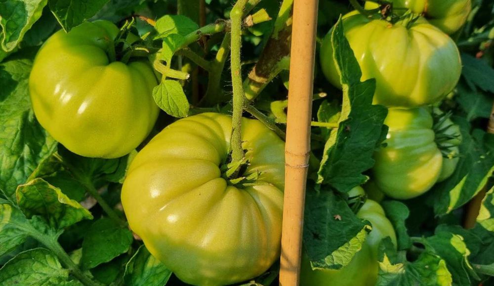 pomidor Tsarskiy Podarok nasiona kolekcjonerskie