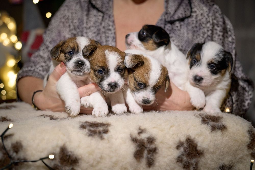 Jack Russell Terrier - Toskański Jack ZKwP FCI - rodowód