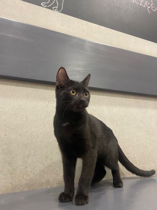 Janko szuka domku !!! Przychodnia Ryś