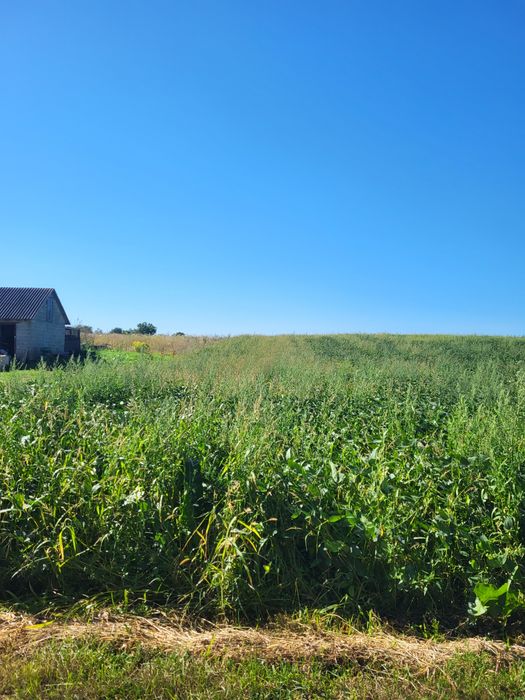 Земельна ділянка с.Новокотів