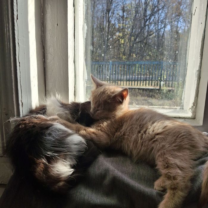 Котик 9 місяців, віддамо