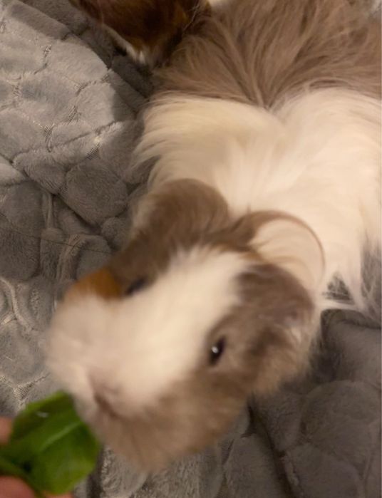 2 Swinki morskie z wyposażeniem