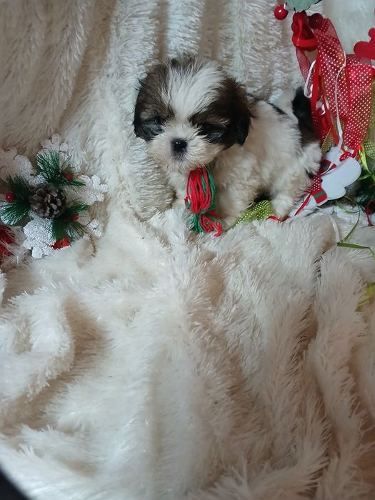 Shih- tzu Macho Miniatura Criadora Registada PT 3088 FL