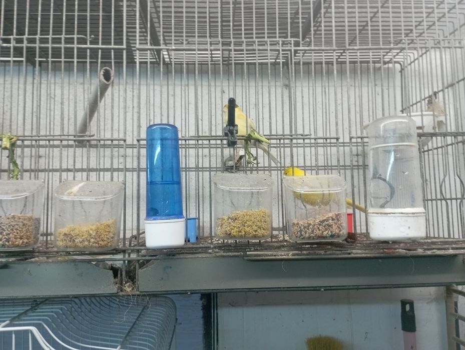 Vendo canários 2fem