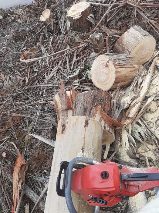 Lenha de pinho e eucalipto. Limpezas de terrenos.