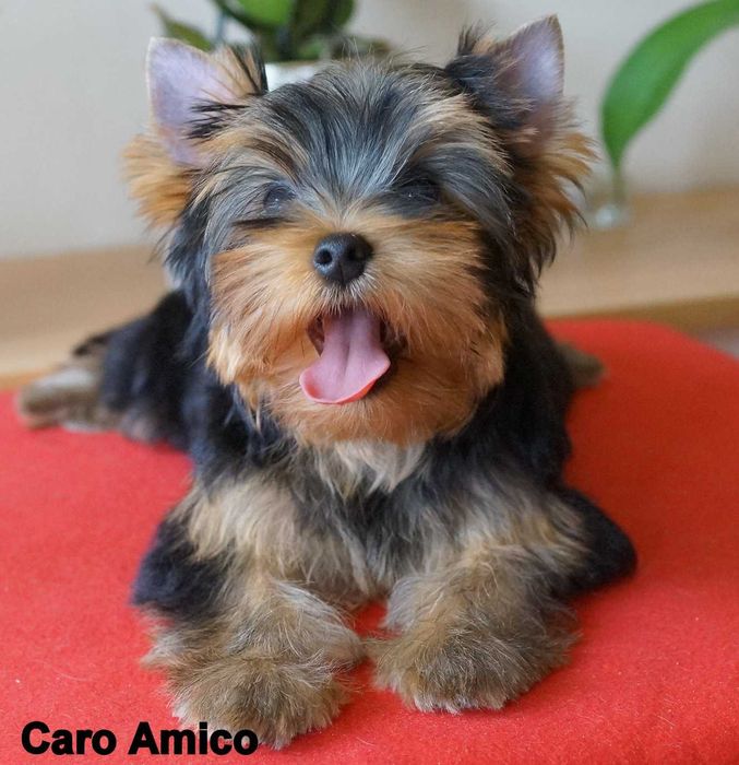 Yorkshire Terrier  -FCI ZKwP