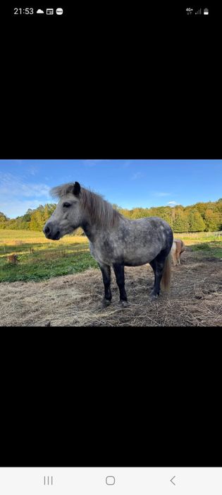 Wspanialy kucyk do dzierżawy