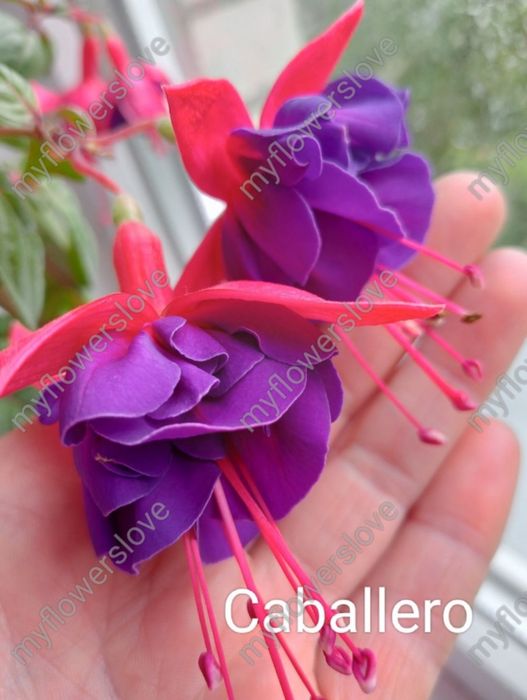 Різні сорти фуксій в наявності