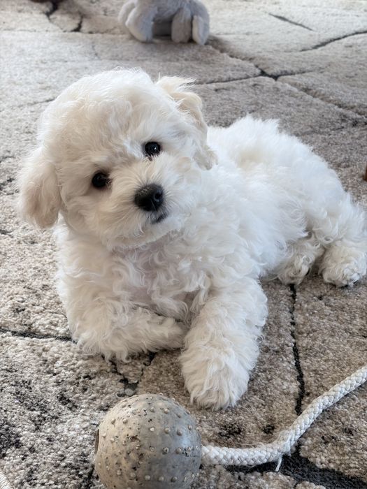 Bichon Frise ZKwP FCI szczenię