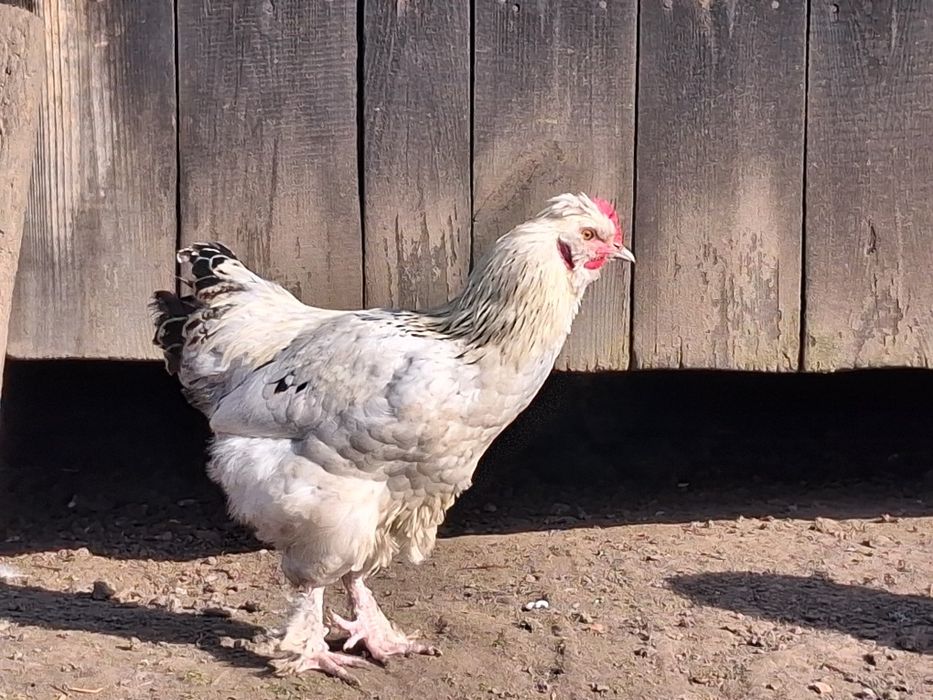 Sprzedam młode koguty