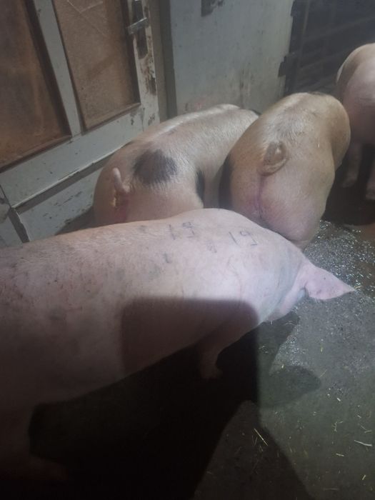 Свині,тушки , півтушки...