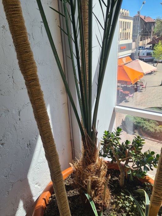 Фінікова пальма 40 років 3.5м