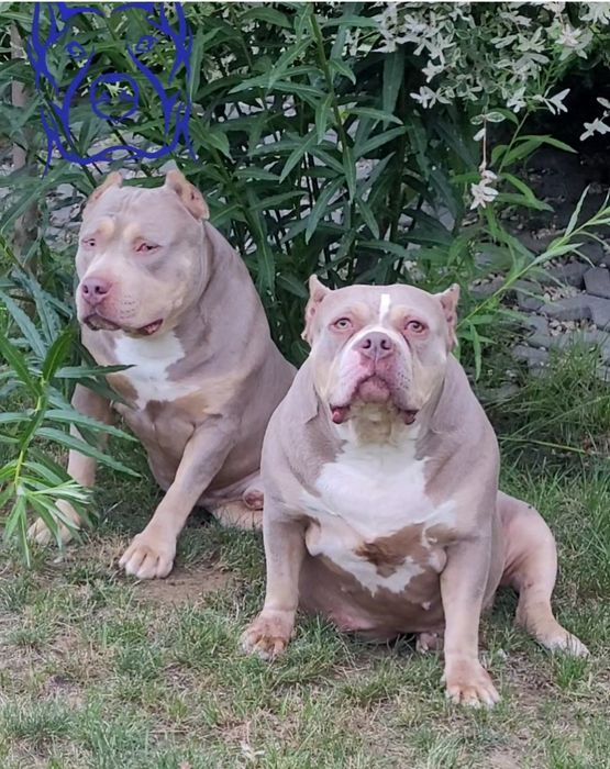 American bully pies dorosly  liliac tricolor grubej kosci