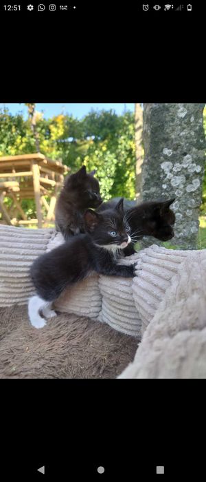 Gatinhos adoção