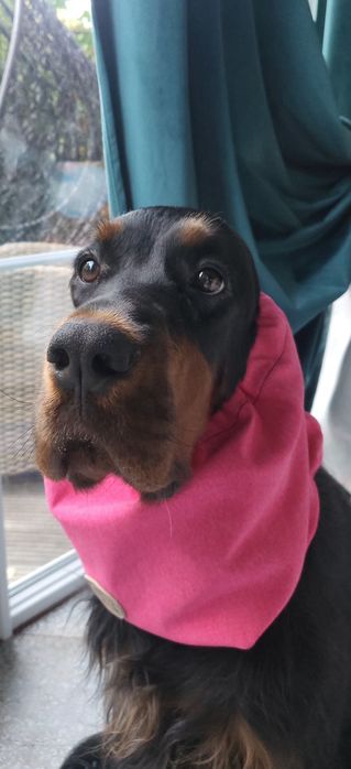 Snoody bawełniane,nauszniki dla psów dlugouchych, spanieli,