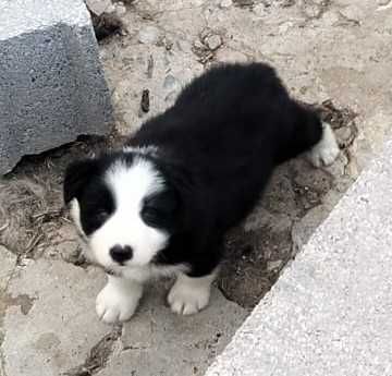 Border collie puro macho