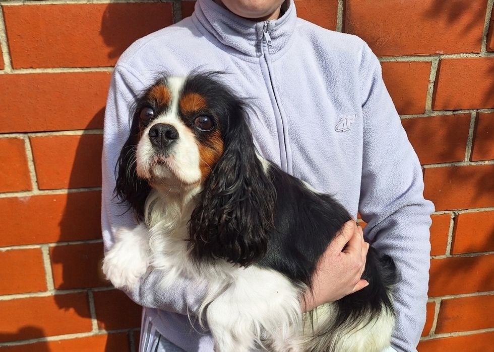 Cavalier King Charles Spaniel suka