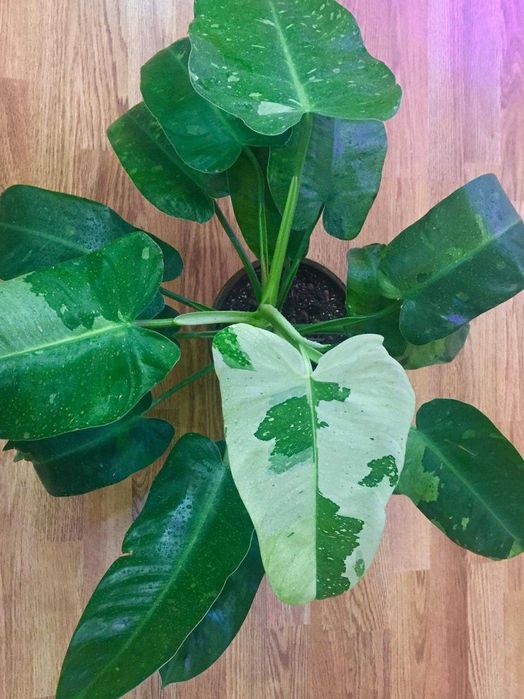 филодендрон Имбе Вайт Марбл
