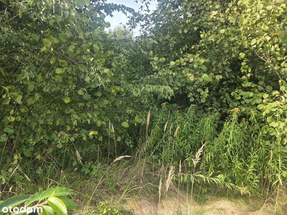 Duża działka w spokojnej i zielonej okolicy 8 km od Rybnika i 4 km A1 - Widok 5