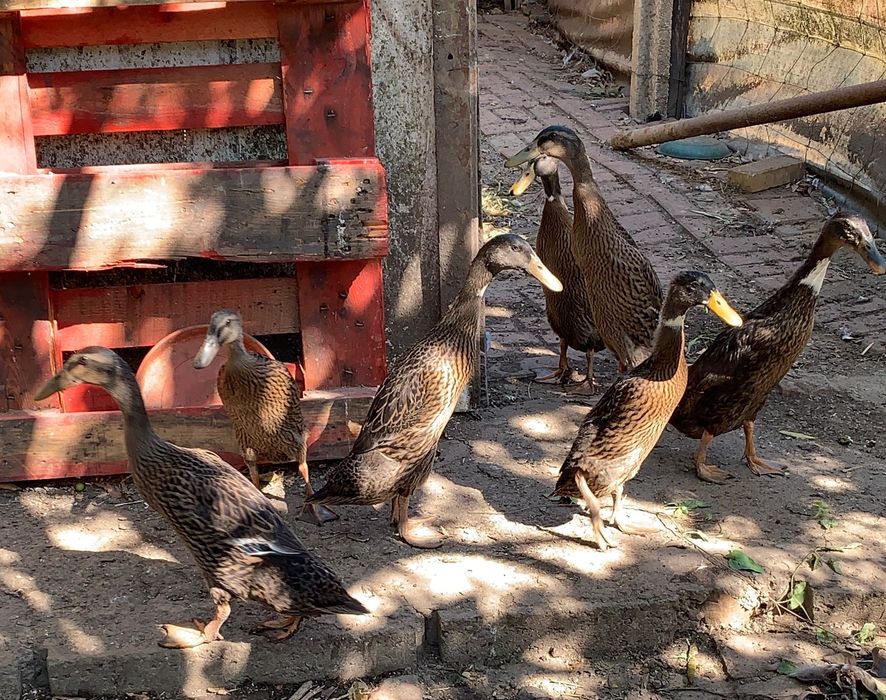 Patos  indianos corredores